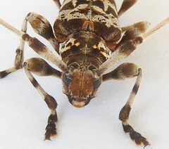 Acanthocinus spectabilis 170227991 by jimeckert49. Used under a CC BY 4.0 license.