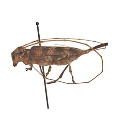 Acanthocinus spectabilis 352293418 by University of Delaware Insect Research Collection. Used under a CC0 license.