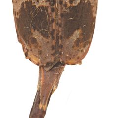 Acanthocinus spectabilis 352293437 by University of Delaware Insect Research Collection. Used under a CC0 license.