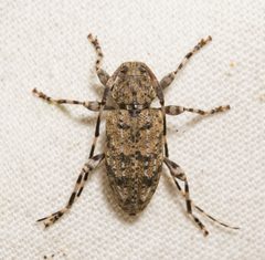 Astyleiopus variegatus 160840155 by Justin Williams. Used under a CC BY 4.0 license.