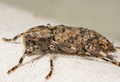 Astyleiopus variegatus 160840160 by Justin Williams. Used under a CC BY 4.0 license.