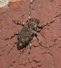 Astyleiopus variegatus 204704585 by Robert Webster. Used under a CC BY-SA 4.0 license.