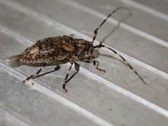 Astyleiopus variegatus 226532050 by Cecil Smith. Used under a CC BY 4.0 license.