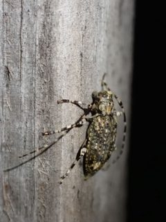 Astyleiopus variegatus 233886481 by Cecil Smith. Used under a CC BY 4.0 license.