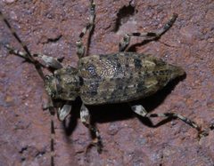 Astyleiopus variegatus P1390288a by 
xpda. Used under a CC BY-SA 4.0 license.