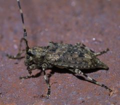Astyleiopus variegatus P1390289a by 
xpda. Used under a CC BY-SA 4.0 license.