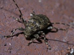 Astyleiopus variegatus P1390290a by 
xpda. Used under a CC BY-SA 4.0 license.