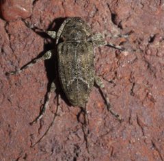 Astylidius parvus 141257818 by Robert Webster. Used under a CC BY-SA 4.0 license.