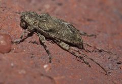 Astylidius parvus 141257897 by Robert Webster. Used under a CC BY-SA 4.0 license.