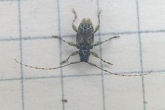 Astylidius parvus 146857546 by psweet. Used under a CC BY-SA 4.0 license.