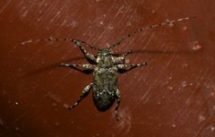 Astylidius parvus 210972478 by Chrissy McClarren and Andy Reago. Used under a CC0 license.