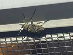 Astylidius parvus 226787872 by David George. Used under a CC BY 4.0 license.