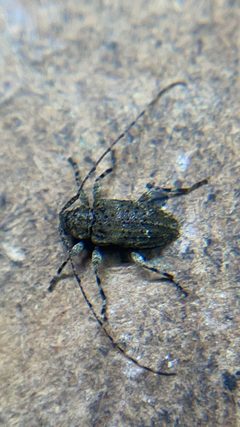 Astylidius parvus 293669383 by Derrick Wales. Used under a CC BY 4.0 license.