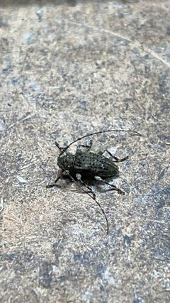 Astylidius parvus 293669421 by Derrick Wales. Used under a CC BY 4.0 license.