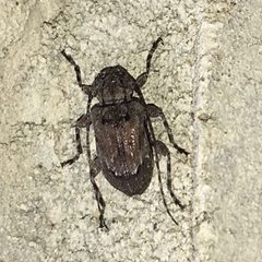 Astylopsis arcuata 19263201 by Shannon Foreman. Used under a CC BY 4.0 license.