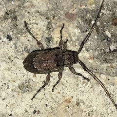 Astylopsis arcuata 19263211 by Shannon Foreman. Used under a CC BY 4.0 license.