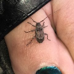 Astylopsis arcuata 19263231 by Shannon Foreman. Used under a CC BY 4.0 license.