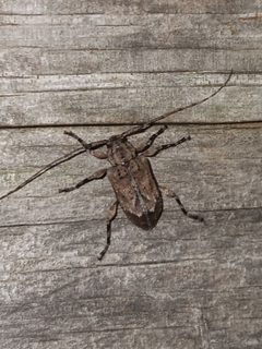 Astylopsis arcuata 195271094 by Steven Joyner. Used under a CC BY 4.0 license.