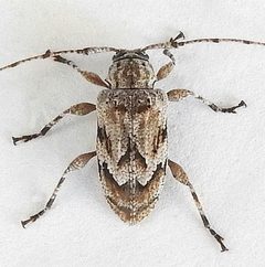 Astylopsis arcuata 317434371 by jimeckert49. Used under a CC BY 4.0 license.