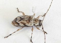 Astylopsis arcuata 317434645 by jimeckert49. Used under a CC BY 4.0 license.