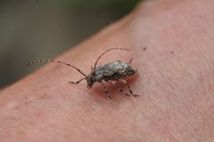 Astylopsis collaris 139325509 by Matt Pelikan. Used under a CC BY 4.0 license.
