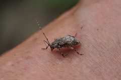 Astylopsis collaris 139325554 by Matt Pelikan. Used under a CC BY 4.0 license.
