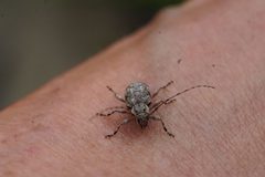 Astylopsis collaris 139325561 by Matt Pelikan. Used under a CC BY 4.0 license.