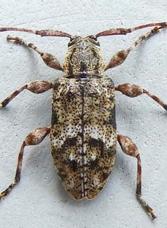 Astylopsis collaris 317453316 by jimeckert49. Used under a CC BY 4.0 license.