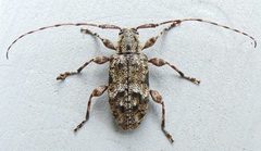 Astylopsis collaris 317453797 by jimeckert49. Used under a CC BY 4.0 license.