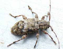 Astylopsis collaris 317453799 by jimeckert49. Used under a CC BY 4.0 license.