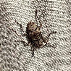 Astylopsis fascipennis 291792591 by Laura Clark. Used under a CC BY 4.0 license.