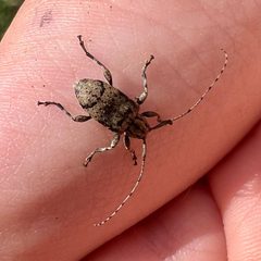 Astylopsis fascipennis 291792643 by Laura Clark. Used under a CC BY 4.0 license.