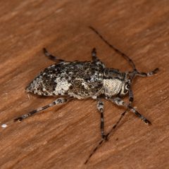 Astylopsis macula 152966951 by Reiner Jakubowski. Used under a CC BY-SA 4.0 license.