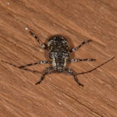 Astylopsis macula 152966987 by Reiner Jakubowski. Used under a CC BY-SA 4.0 license.