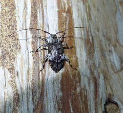 Astylopsis macula 174736543 by christine123. Used under a CC BY 4.0 license.