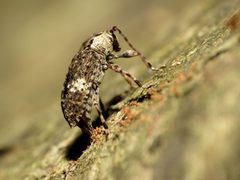 Astylopsis macula 31535251 by Katja Schulz. Used under a CC BY 4.0 license.