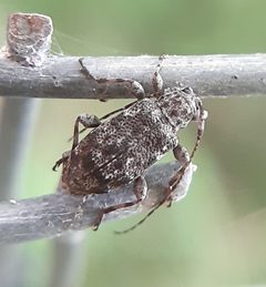 Astylopsis sexguttata 150114723 by Will Linnard. Used under a CC BY 4.0 license.