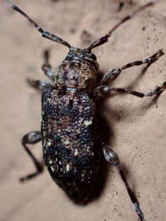 Astylopsis sexguttata 154714929 by Julia Beach. Used under a CC BY 4.0 license.