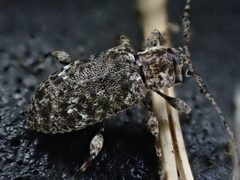 Astylopsis sexguttata 209186915 by Cole Shoemaker. Used under a CC BY 4.0 license.