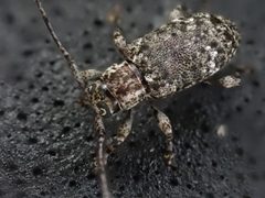 Astylopsis sexguttata 209186949 by Cole Shoemaker. Used under a CC BY 4.0 license.