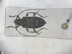 Astylopsis sexguttata 245910825 by Nick Bédard. Used under a CC0 license.