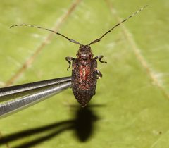 Astylopsis sexguttata 293470076 by Gordon C. Snelling. Used under a CC BY 4.0 license.