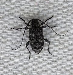 Astylopsis sexguttata 85505556 by Colin Croft. Used under a CC BY 4.0 license.