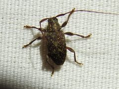 Atrypanius irrorellus 171817189 by Sam Kieschnick. Used under a CC BY 4.0 license.
