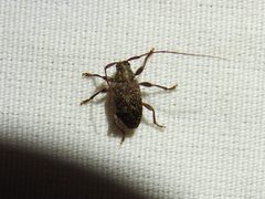 Atrypanius irrorellus 171817195 by Sam Kieschnick. Used under a CC BY 4.0 license.