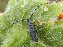 Dectes texanus 12574376 by Sam Kieschnick. Used under a CC BY 4.0 license.