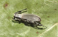 Dectes texanus 141798175 by Gordon C. Snelling. Used under a CC BY 4.0 license.