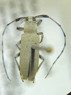 Dectes texanus 257184753 by emerlee. Used under a CC BY 4.0 license.
