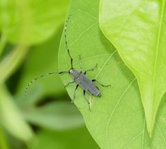 Dectes texanus 313828662 by Wendy McCrady. Used under a CC BY 4.0 license.