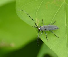 Dectes texanus 313828663 by Wendy McCrady. Used under a CC BY 4.0 license.